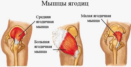 Anatomia mușchilor fesieri, cum pentru a strânge fese și să facă fund elastic