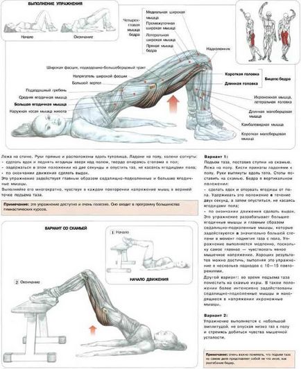 Anatomia mușchilor fesieri, cum pentru a strânge fese și să facă fund elastic