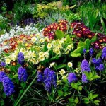 flori parfumate pentru gradina (41 poze) video de instalare, instrucțiuni cu mâinile lor, în special plante
