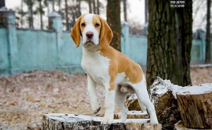 Beagle - o descriere a rasei, fotografie, îngrijire, preț, în cazul în care pentru a cumpăra un catelus, „da laba“