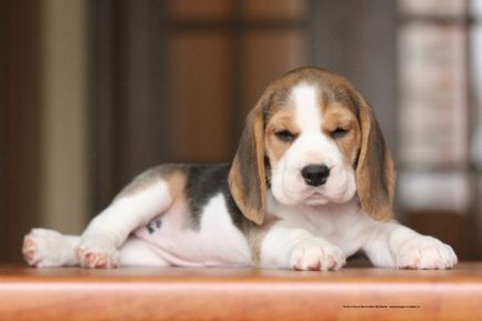 Beagle - o descriere a rasei, fotografie, îngrijire, preț, în cazul în care pentru a cumpăra un catelus, „da laba“