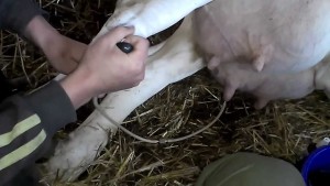 boala vacii si simptomele lor, precum și metode de tratament