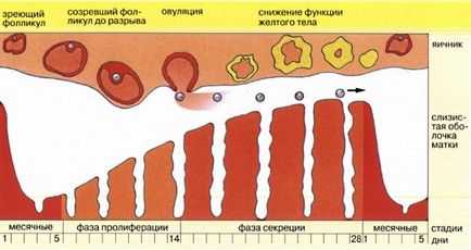 partea dreapta Sore în partea inferioară a abdomenului unei femei