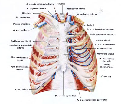 Durere în piept la enciclopedia dreapta sus de durere, și nu știai