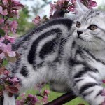 Pisica britanica - maiestuoase si rotunjite (25 fotografii)