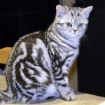 Pisica britanica - maiestuoase si rotunjite (25 fotografii)