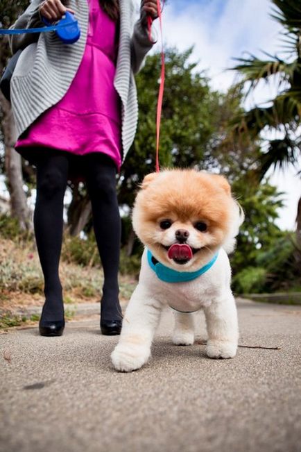 Boo (Boo) - câine, a cucerit lumea »Blog pozitiv