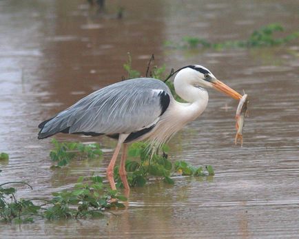 Heron - descriere, tipuri, ce să mănânce, în cazul în care se află, fotografii