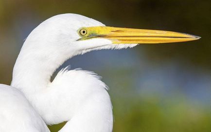 Heron - descriere, tipuri, ce să mănânce, în cazul în care se află, fotografii