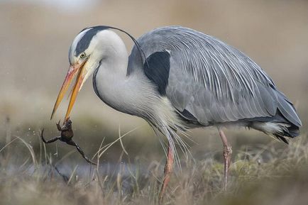 Heron - descriere, tipuri, ce să mănânce, în cazul în care se află, fotografii