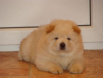 Chow Chow fotografie