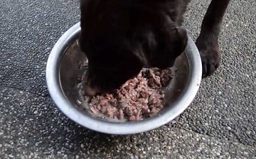 Ce la Feed Labrador (catelus 1, 2-3 luni), la domiciliu, de câte ori și modul în care produsele alimentare
