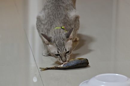 Ceea ce nu se poate hrăni pisica castrat și de ce