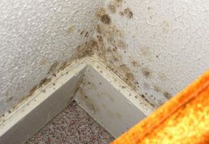 Periculoase mucegai negru în apartament sau casă, și cum să scape de ea