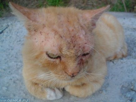 Scabie în simptome de tratament pisici acasă și fotografii