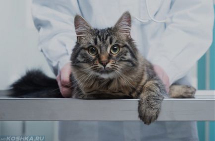 Scabie în simptome de tratament pisici acasă și fotografii
