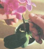 Ce se poate face pentru orhidee flori, flori de orhidee, cultivare și întreținere, fotografia și numele