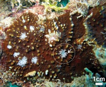 Care sunt recife de corali (9 poze)