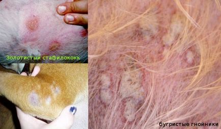 Simptomele Ctafilokokk la câini (cu fotografii) și tratament, „da laba“