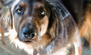 Simptomele Ctafilokokk la câini (cu fotografii) și tratament, „da laba“