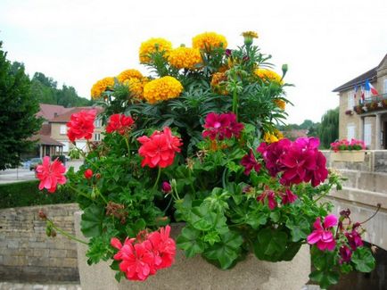 Flori pentru vase - selecția și plantarea de plante de grădină mobile