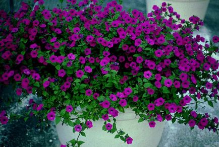 Flori pentru vase - selecția și plantarea de plante de grădină mobile
