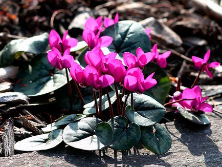 Cyclamen flori - îngrijire la domiciliu, transplant și reproducere ciclama; plantă ciclamen de