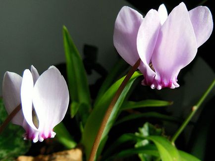 Cyclamen flori - îngrijire la domiciliu, transplant și reproducere ciclama; plantă ciclamen de