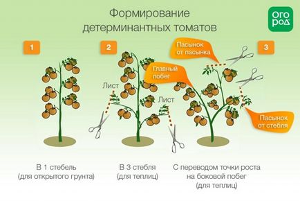 soi de roșii determinat că înseamnă