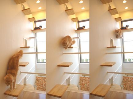 Apartamente de aspersoare pentru pisici - casa de vis fotografie