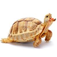 Pet țestoase de conținut, de îngrijire, cum să se hrănească (conținutul de broască țestoasă decât broaște țestoase hrănesc broaște țestoase place să știu sexul) Pet țestoase de conținut, de îngrijire, ce să se hrănească