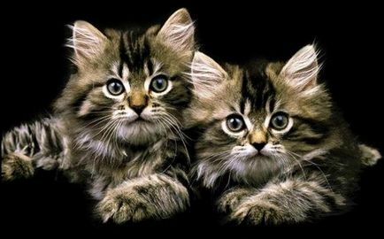pisici domestice - detaliile pe care nu le cunoști prietenul tău flocos)