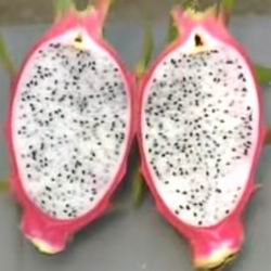 Dragon fructe, Pitahaya, inima dragon, pitahaya, nume de ochi de dragon și clasele de proprietăți utile