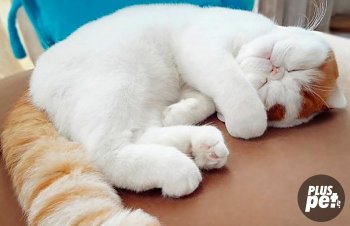 Pisici cu blana scurtă exotice sau caractere exotice și obiceiuri