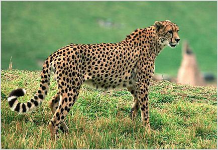 Cheetah Foto & Video, descriere rasa, caracterul și modul de viață