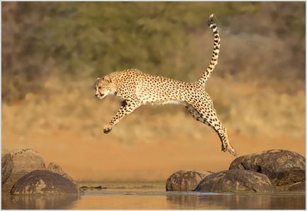 Cheetah Foto & Video, descriere rasa, caracterul și modul de viață