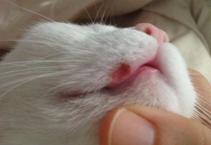 Herpetice la pisici cauze posibile si tratament
