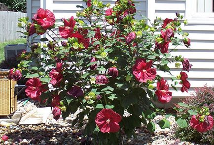 Cultivarea grădină Hibiscus și întreținere în câmp deschis