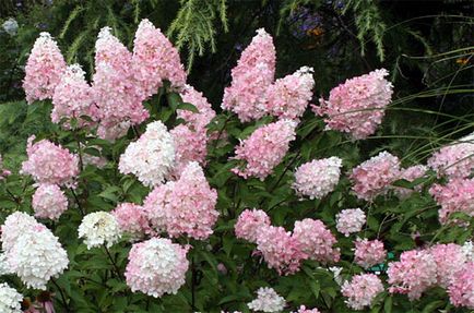 Hydrangea paniculata „Pink Winky» ( «Pinky Winky») - poze, descriere, plantare și îngrijire recenzii