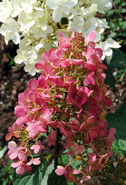 Hydrangea paniculata „Pink Winky» ( «Pinky Winky») - poze, descriere, plantare și îngrijire recenzii