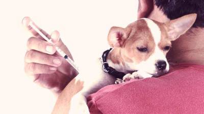 Instrucțiuni cu privire la modul de a face un câine de injectare subcutanată