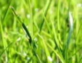 Gazon artificial - o alternativă la, sau o asemănare slabă cu naturale (iarbă) Gazon artificial - o alternativă la, sau o asemănare slabă cu cel natural