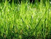 Gazon artificial - o alternativă la, sau o asemănare slab la natural (natural) Gazon artificial - o alternativă la, sau o asemănare slabă cu cel natural