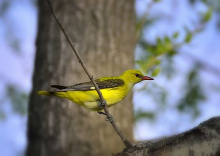 Orioles grangur fotografie și descrierea păsării