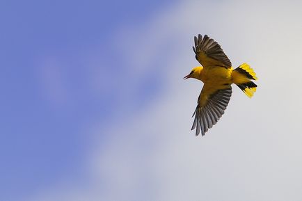 Orioles grangur fotografie și descrierea păsării