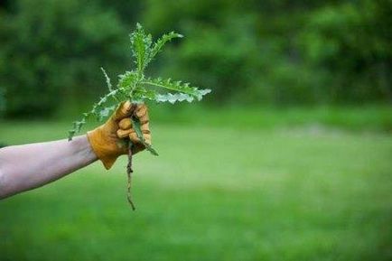 A scăpa de iarbă în grădină o dată pentru totdeauna! Numai banii poporului (resurse) A scăpa de iarbă în grădină o dată pentru totdeauna! Numai remedii populare