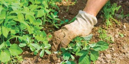 A scăpa de iarbă în grădină o dată pentru totdeauna! Numai remedii populare (buruieni) A scăpa de iarbă în grădină o dată pentru totdeauna! Numai remedii populare