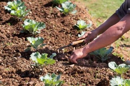 A scăpa de iarbă în grădină o dată pentru totdeauna! Doar remedii populare (plante) A scăpa de iarbă în grădină o dată pentru totdeauna! Numai remedii populare