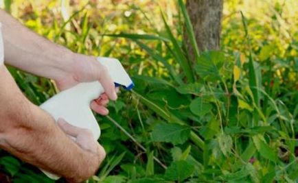 A scăpa de iarbă în grădină o dată pentru totdeauna! Numai remedii populare (plante) A scăpa de iarbă în grădină o dată pentru totdeauna! Numai remedii populare