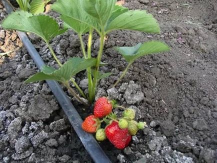 Cât de des ar trebui să apă căpșuni în câmp deschis